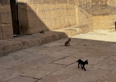 Cats Philae Temple