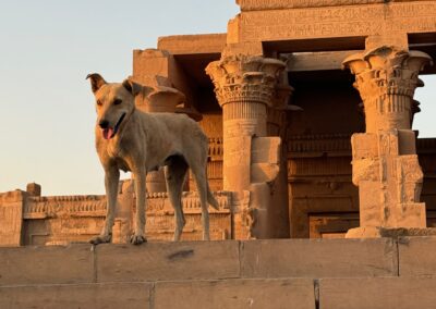 Welcoming dog at Kom Ombo Temple